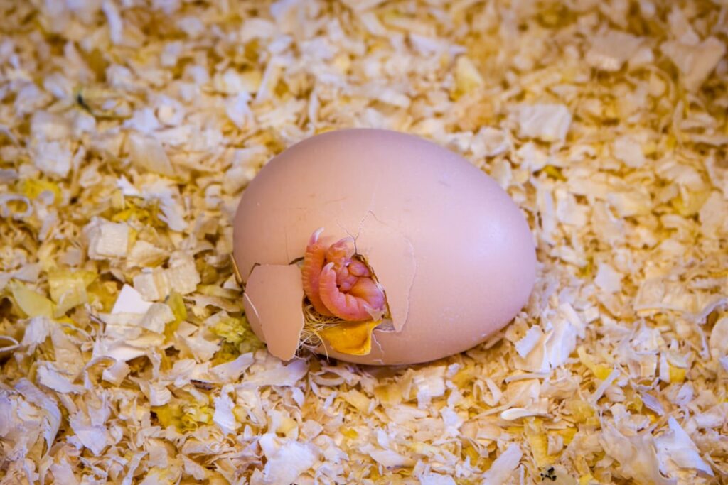 Eggshell Parenting: Causes, Signs & How to Heal