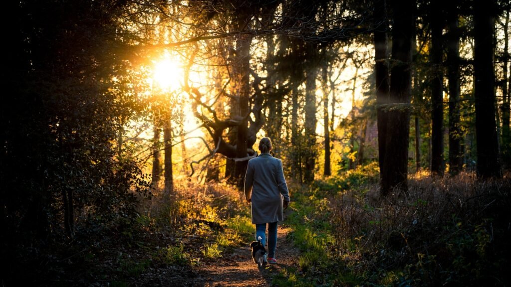 A person in a long coat walking away on a forest path at golden hour, low sun streaming through trees