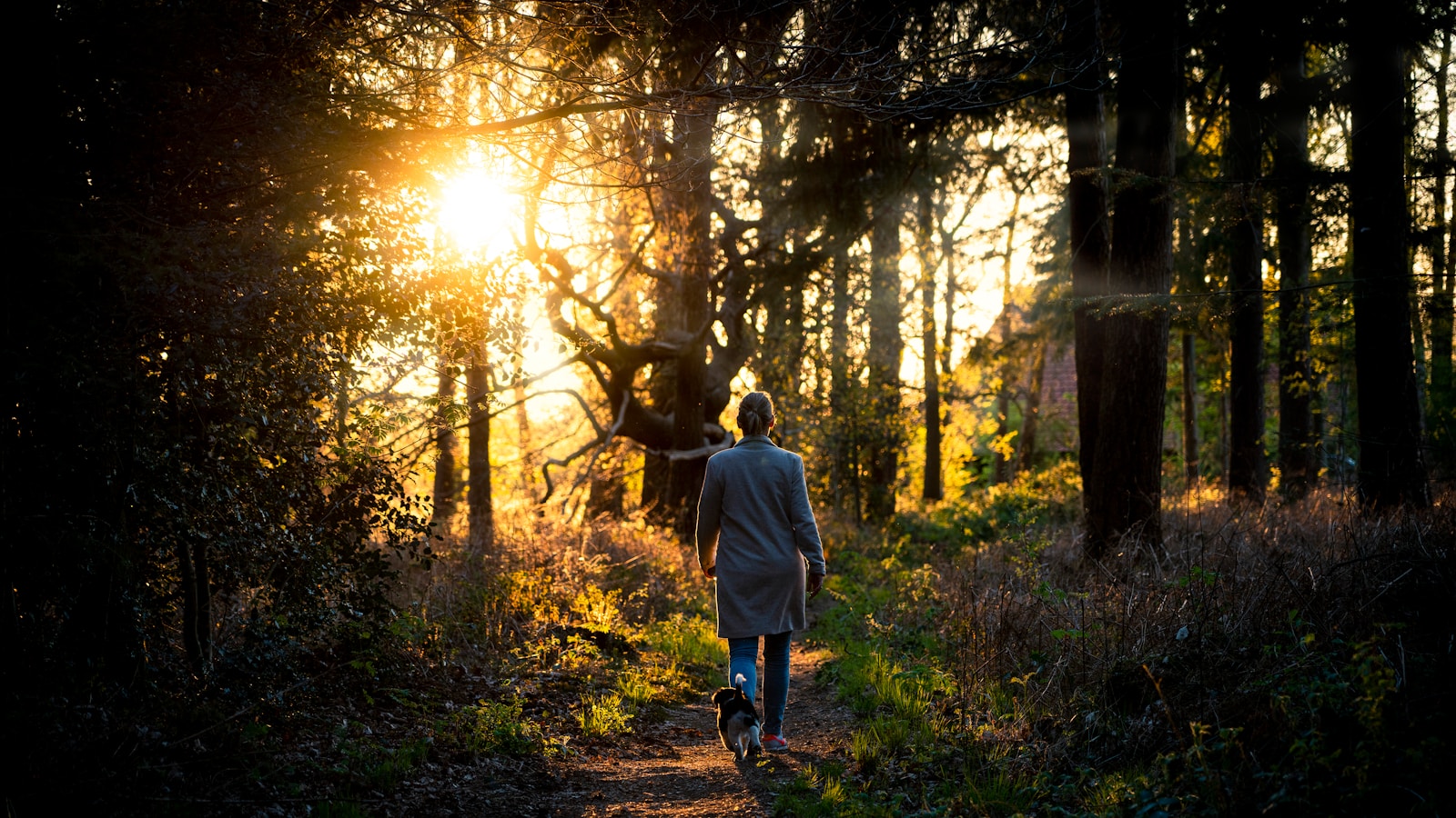A person in a long coat walking away on a forest path at golden hour, low sun streaming through trees