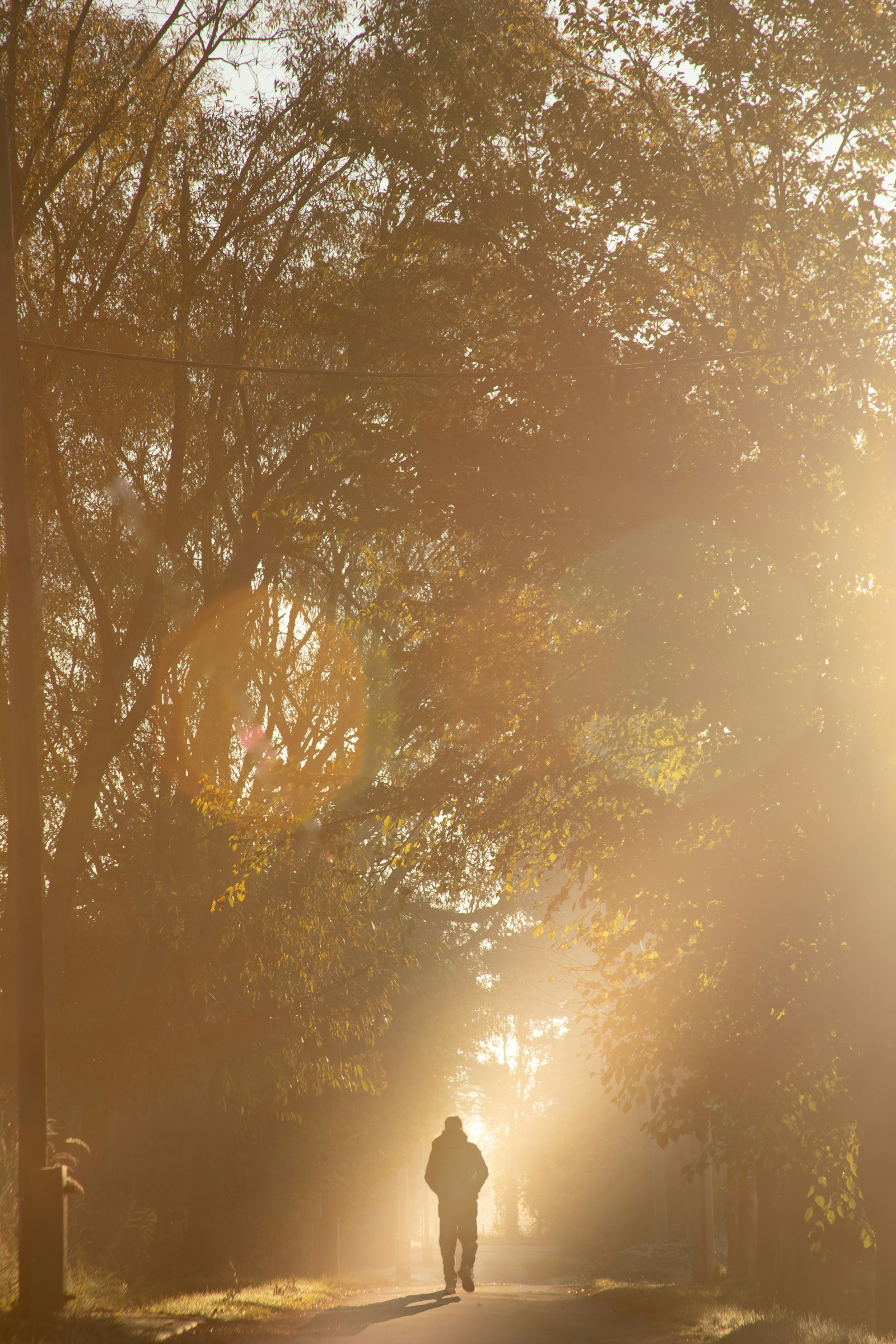 A person walking down a sunlit path seen from behind