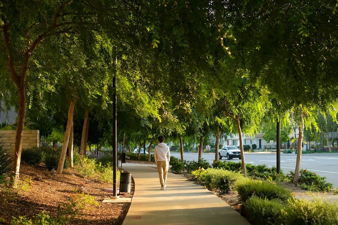 Person Walking Along Tree-Lined Sidewalk in Warm Golden Light.