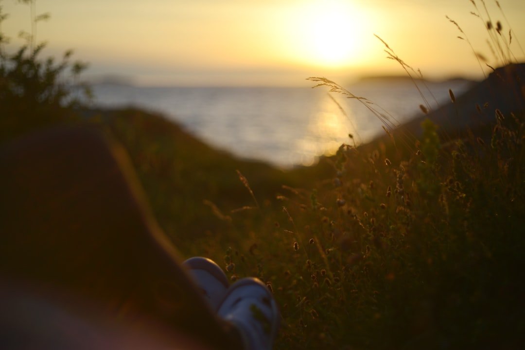 What to Expect at a Virtual IOP in Arizona 8 Sunset over water with golden light on tall grass.