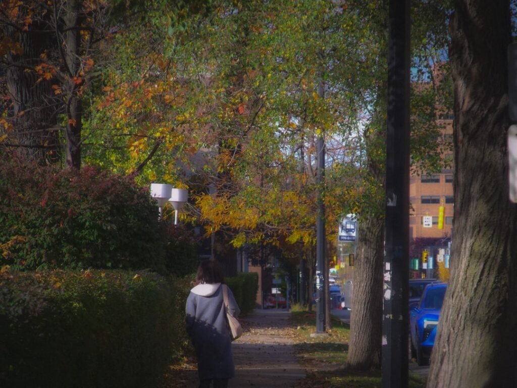 Person walks down a tree-lined sidewalk in autumn.