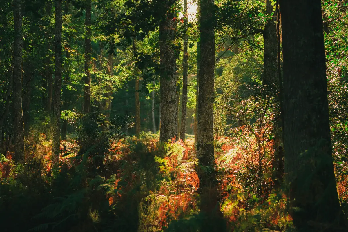 about iop bg forest ferns