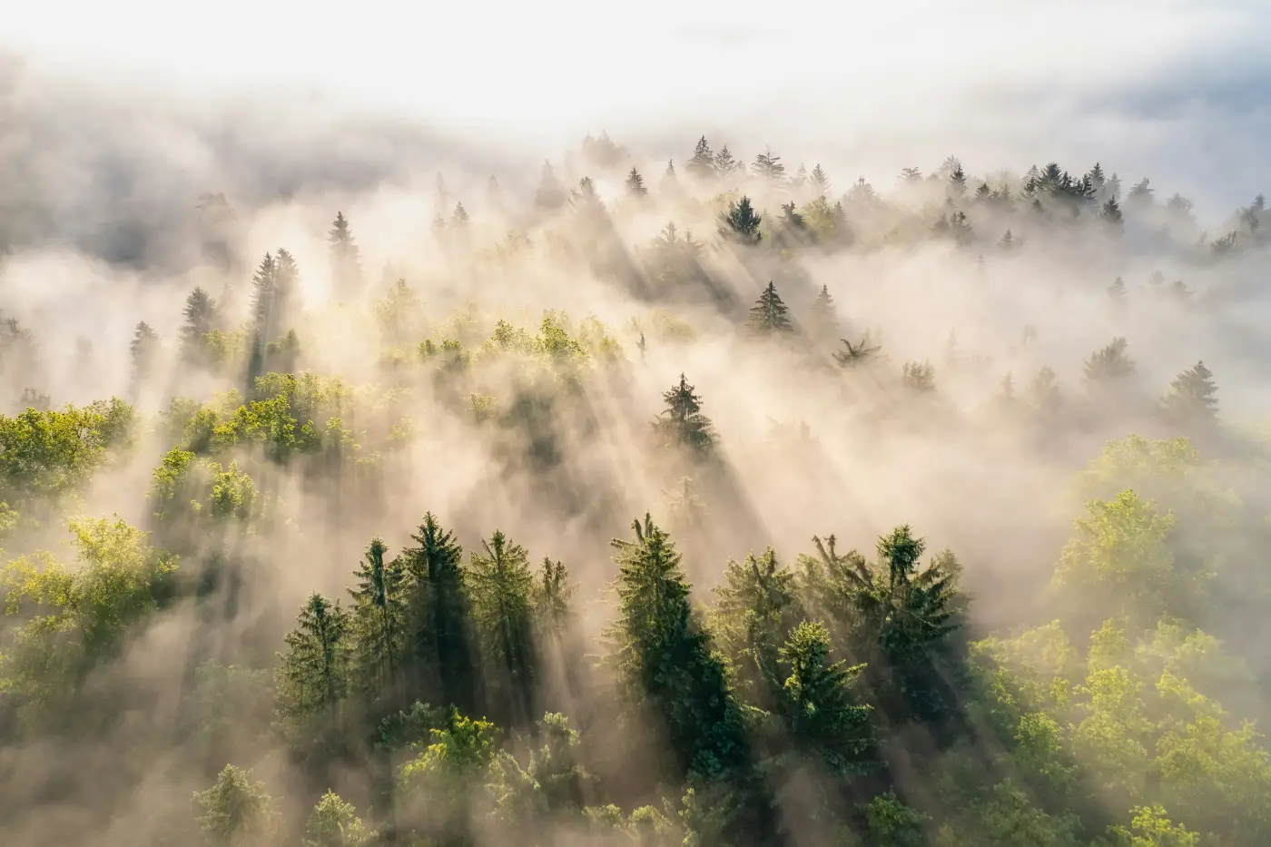 about iop bg forest mist