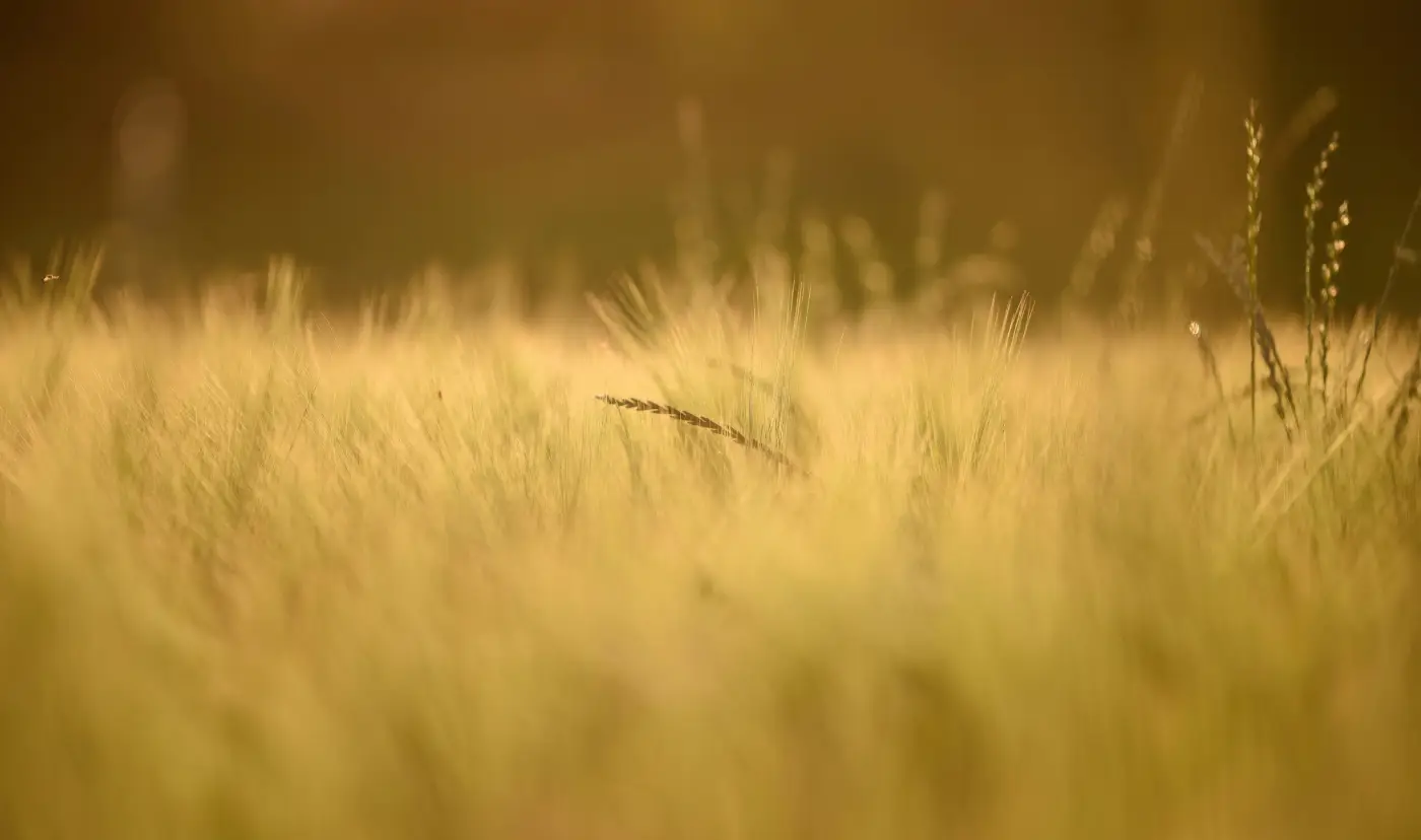 about iop bg golden grass