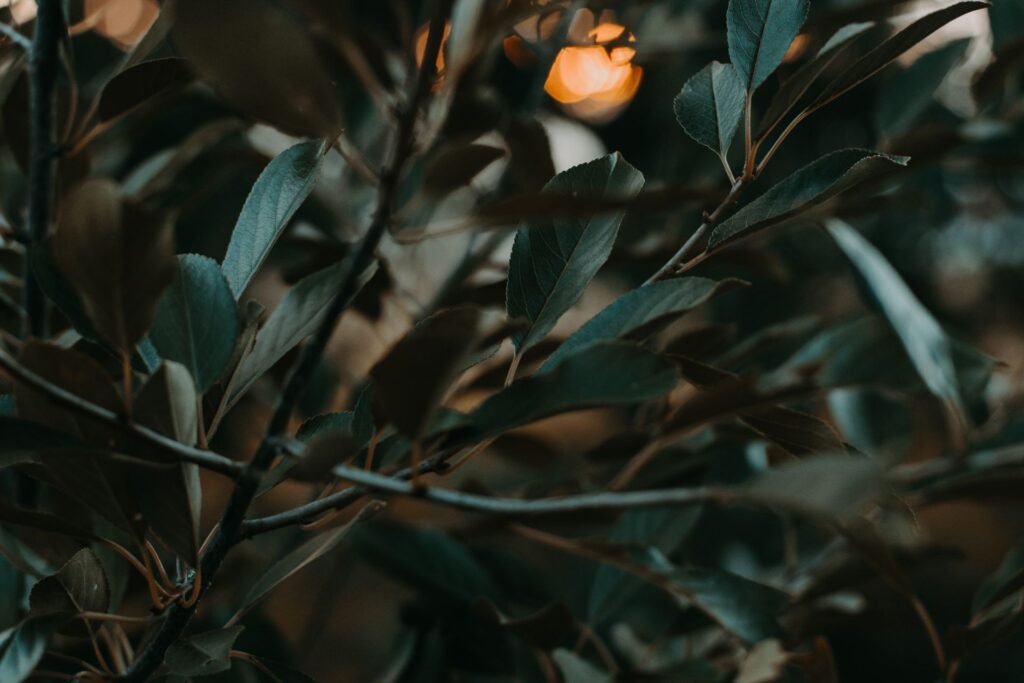 clinical model warm leaves