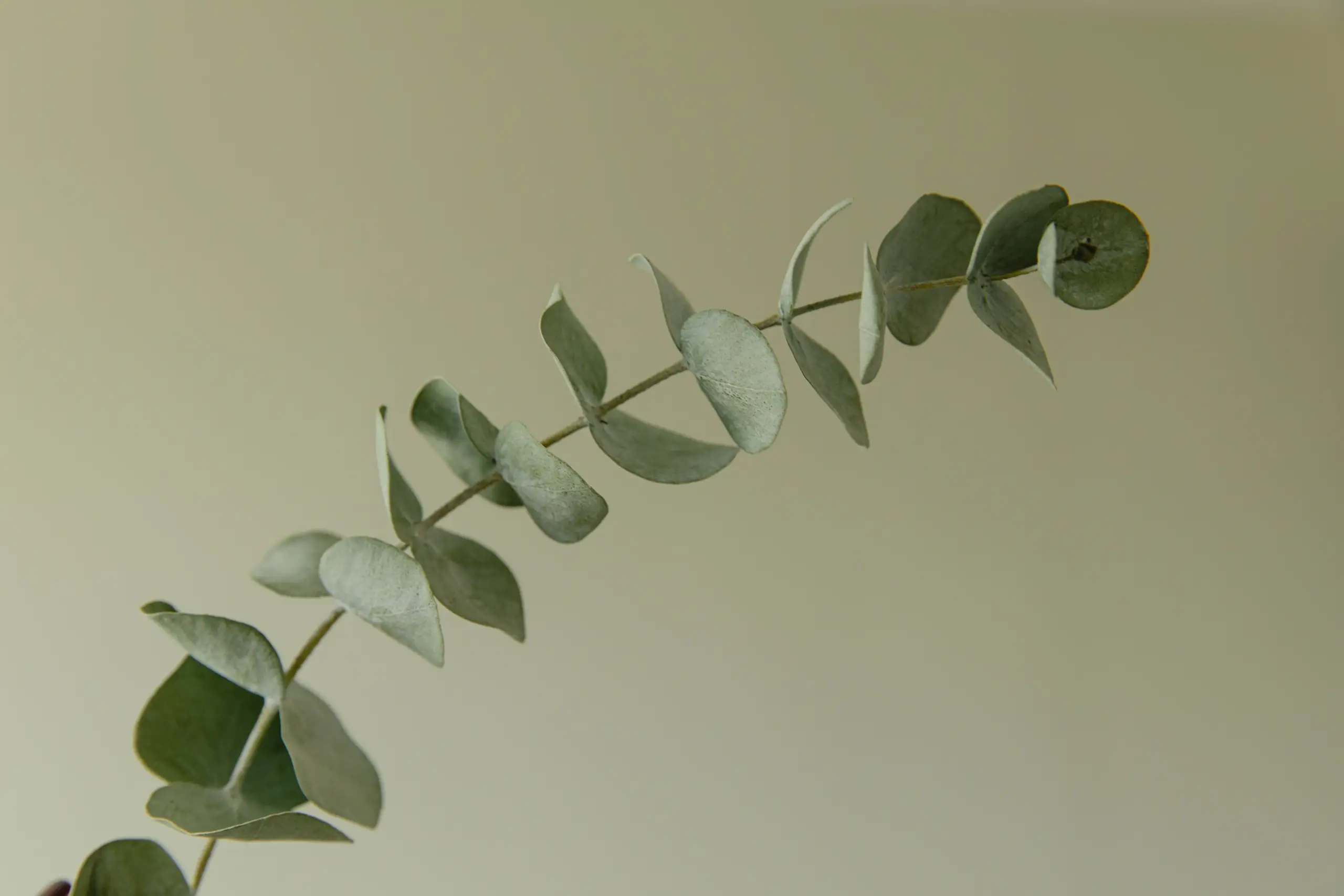 virtual iop faq eucalyptus light