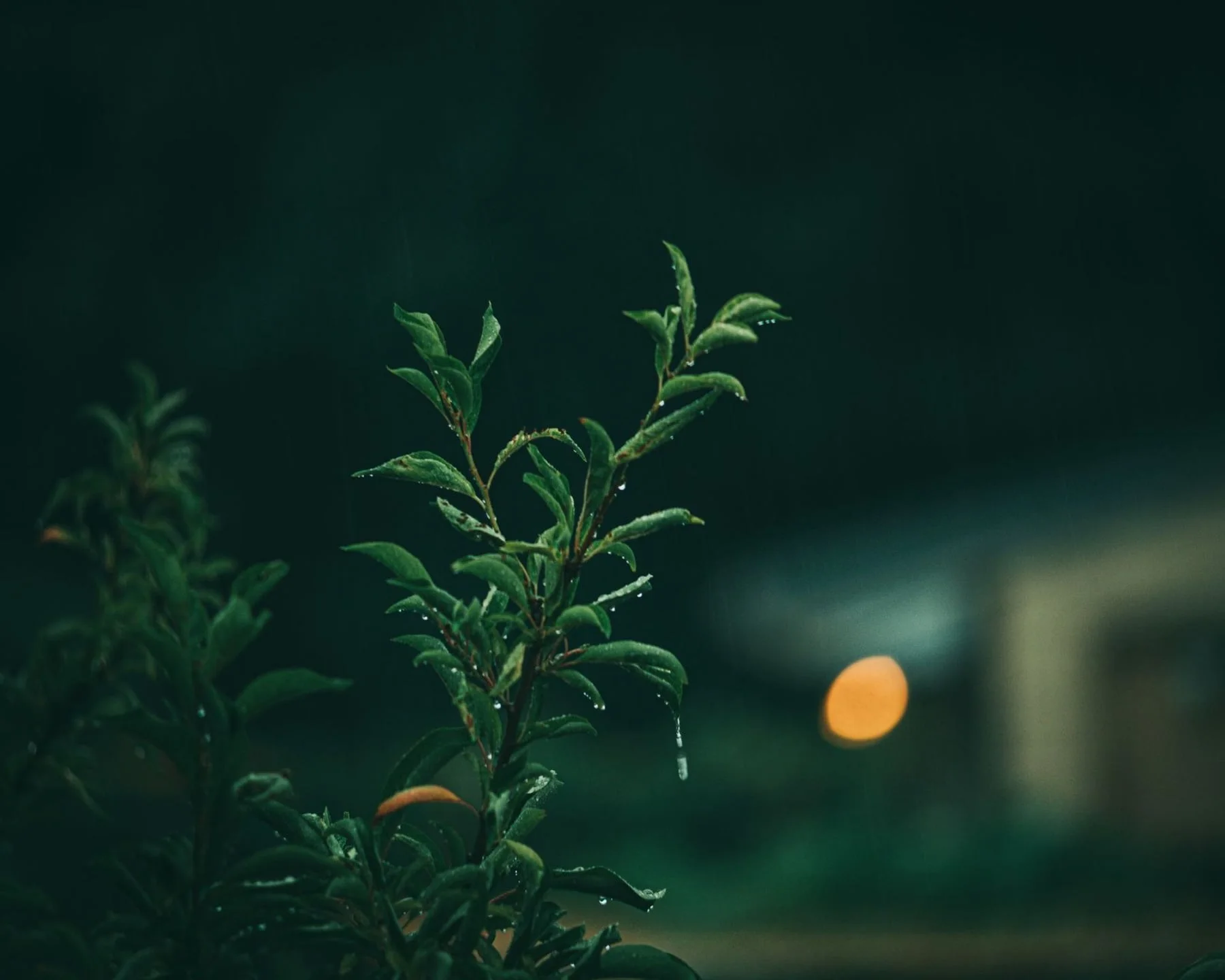 ins leaves