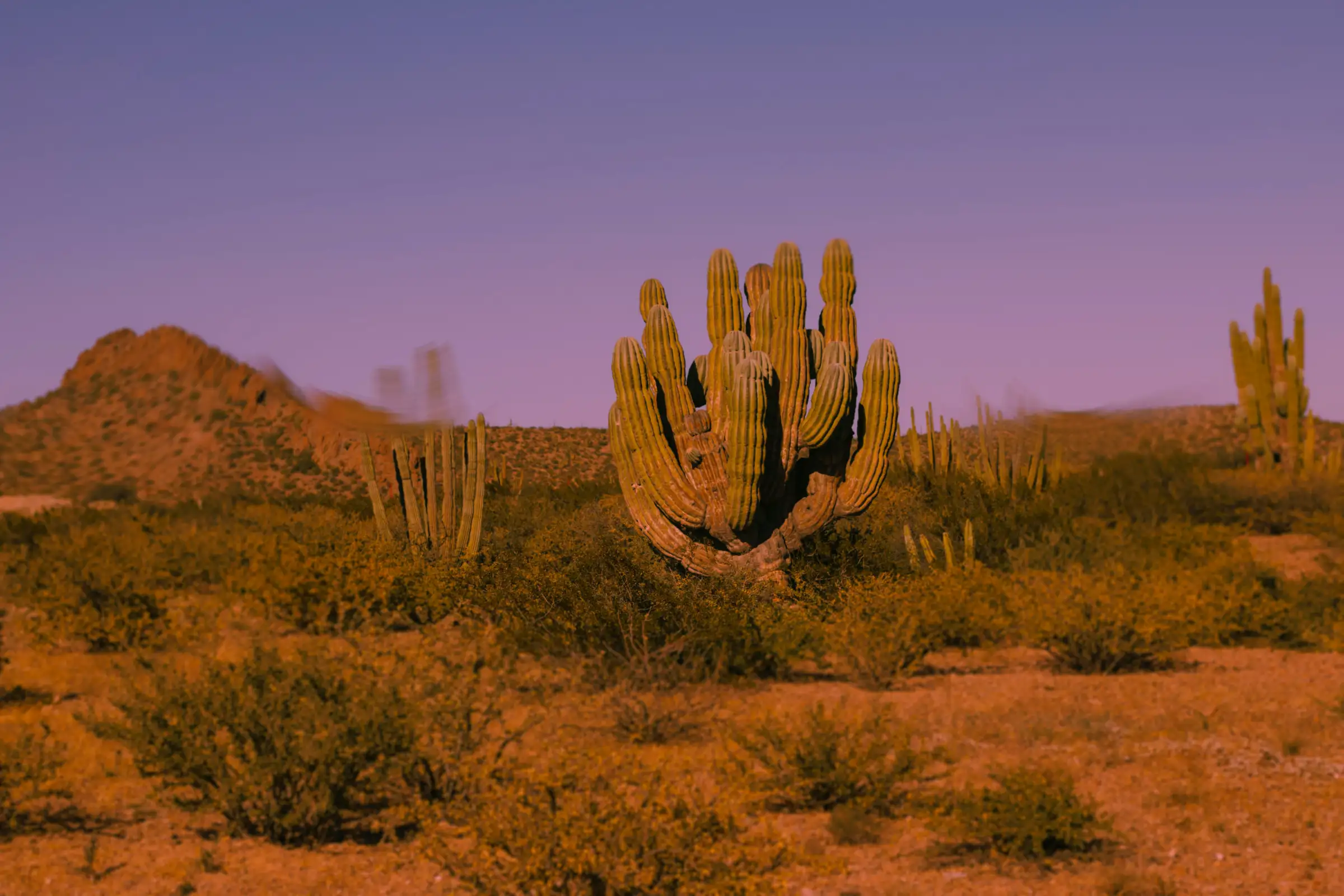 Saguaro cactus and desert brush under a soft dusk sky