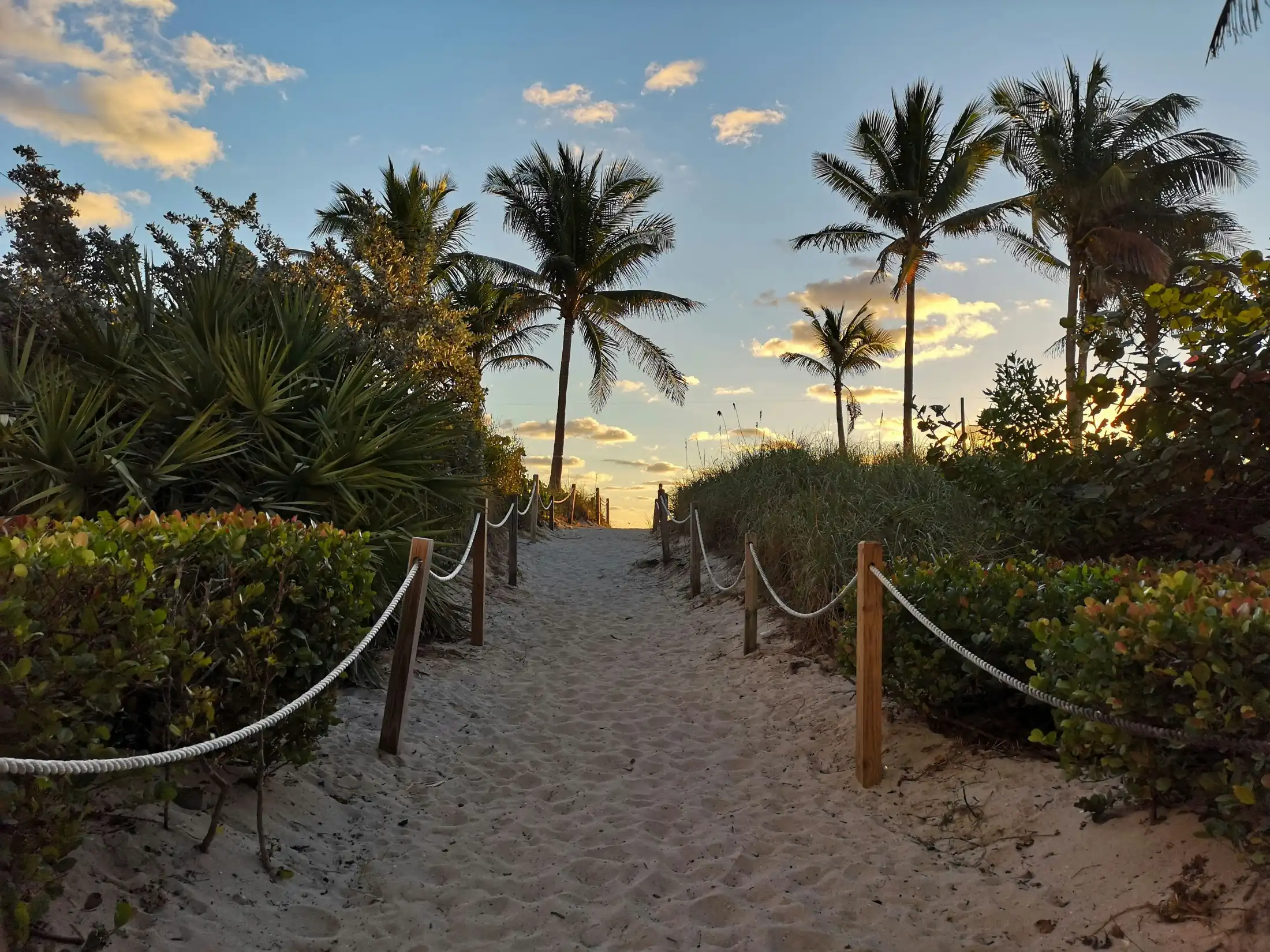 A palm-lined path in Miami Beach