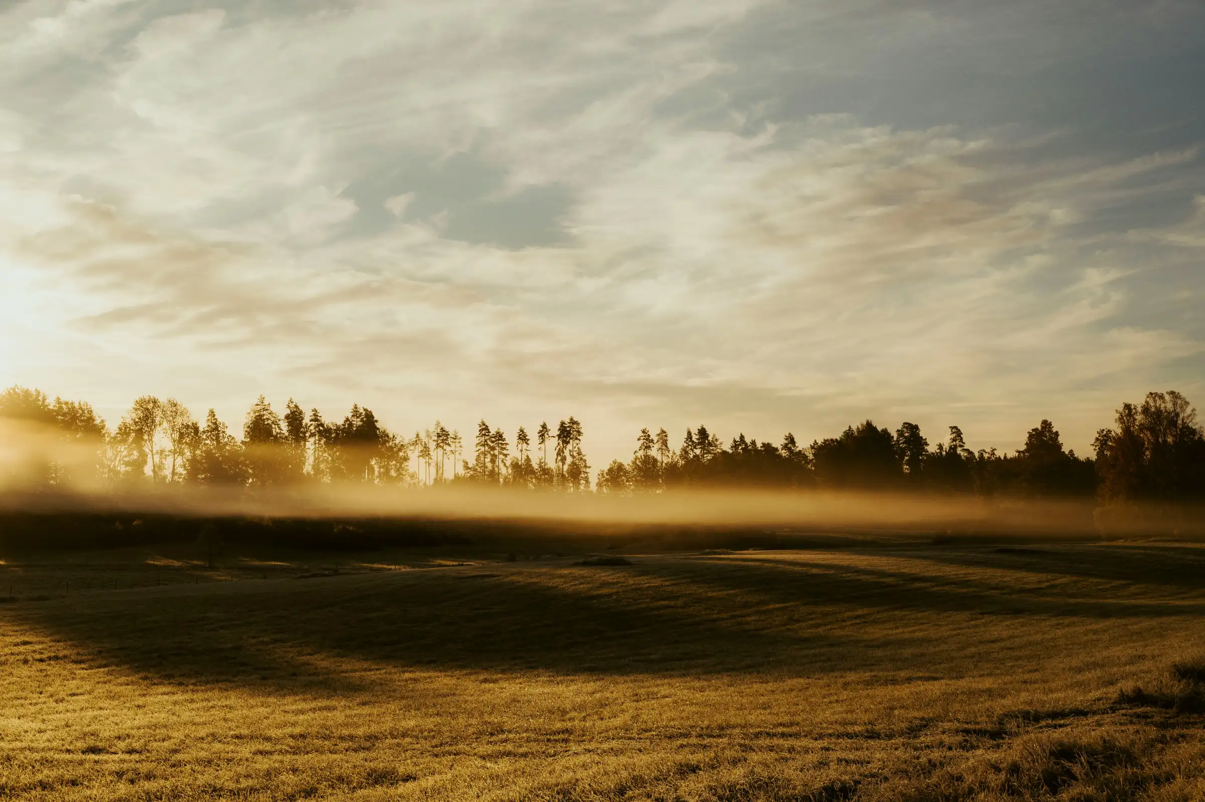 Morning fog over a quiet field with trees