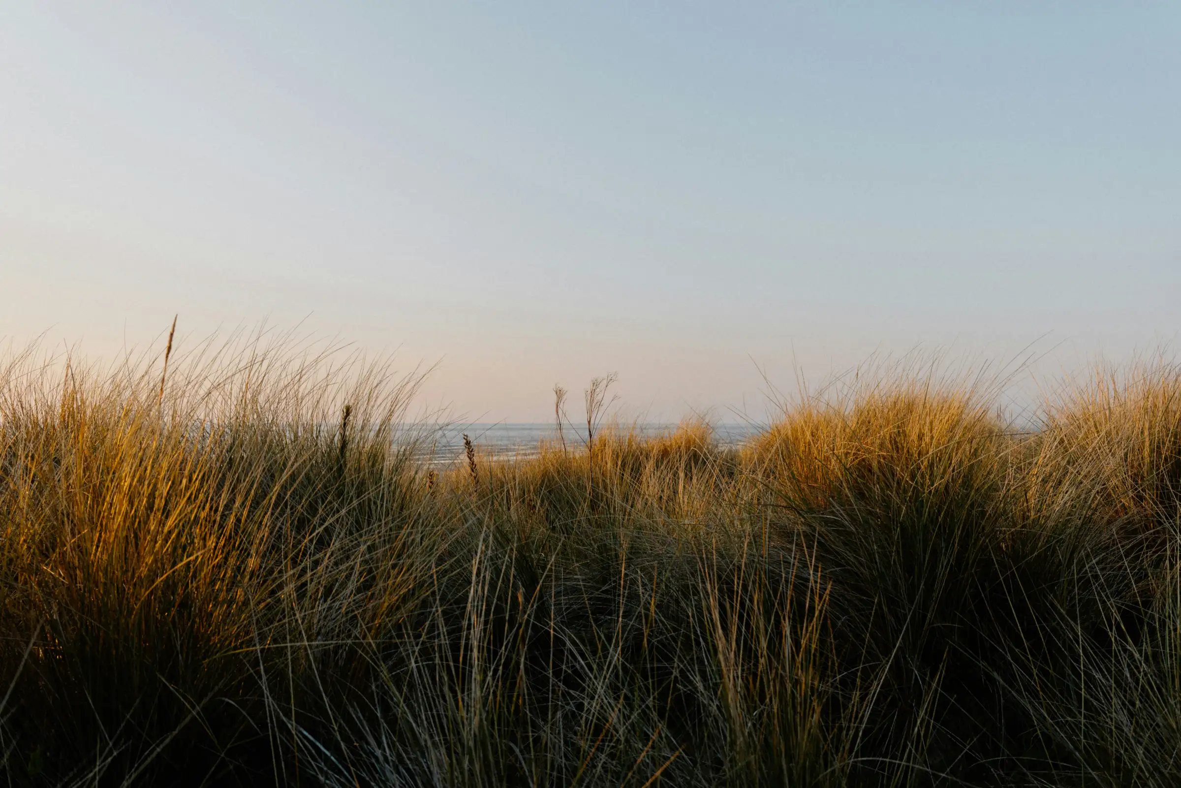 Sea oats on coastal dunes in warm light
