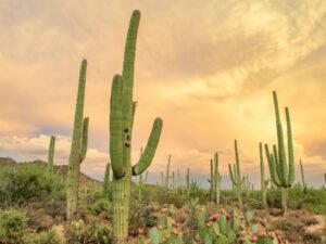 Open Enrollment 2027 in Arizona: Picking a Plan for Mental Health